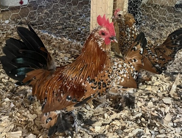 Mille Fleur D'Uccle handsome rooster.