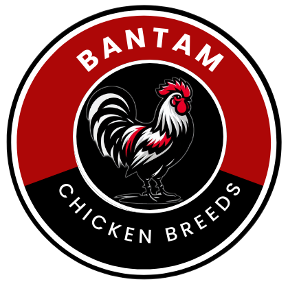 Bantam Chicken Breeds