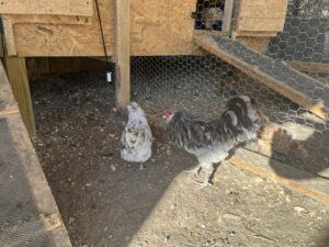 Ameraucana Bantam Rooster
