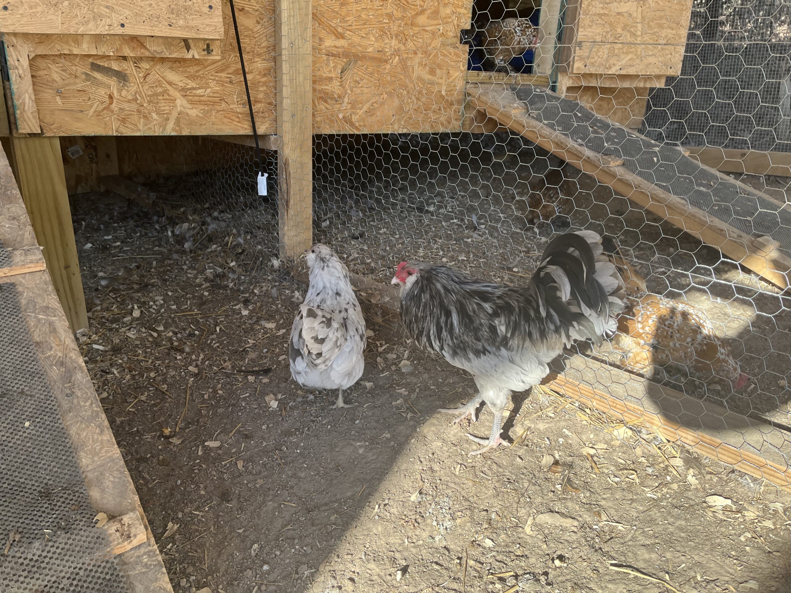 Ameraucana Bantam Rooster